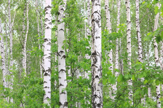 Fototapeta birch trees with white bark in summer in birch grove