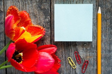 Obraz premium Three colorful tulips on a wooden table. Notepad blank for text