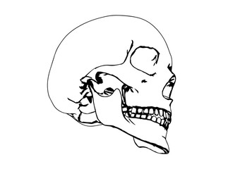 skull sketch vector