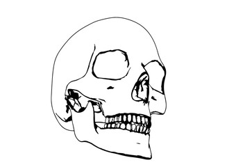 skull sketch vector