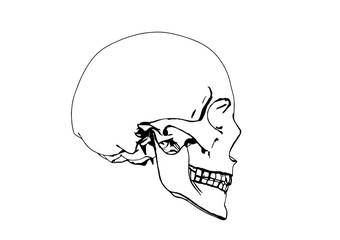 skull sketch vector