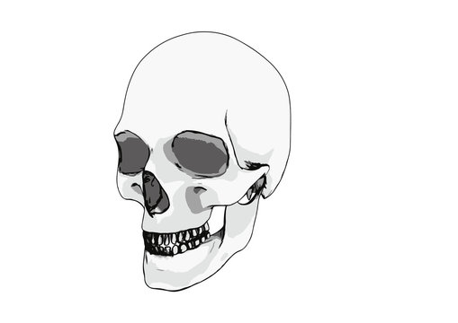 skull sketch vector