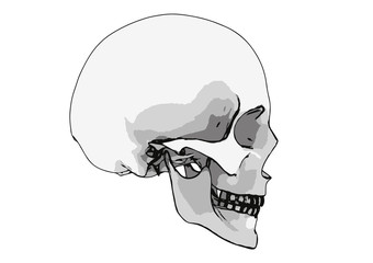 skull sketch vector