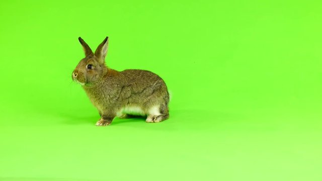 brown  rabbit  moves  isolated on green screen (three months old) studio shot