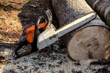 Chainsaw lumberjack in the woods