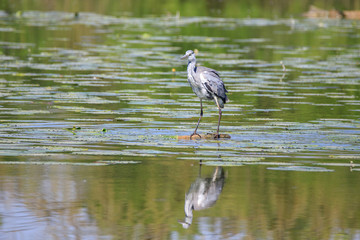 Airone cenerino (Ardea cinerea)