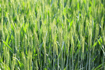 Growing wheat, outdoors