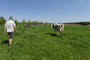 agriculture vache betail elevage lait viande