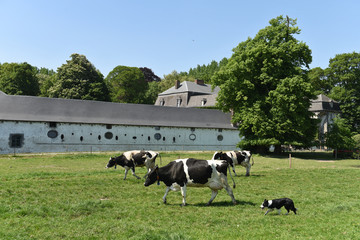 agriculture vache betail elevage lait viande