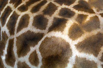 Giraffe skin texture consisting of brown spots and white lines