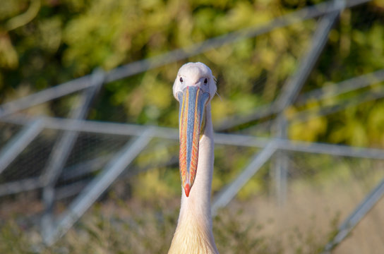 Un p&eacute;lican au parc de la T&ecirc;te d'Or &agrave; Lyon, France