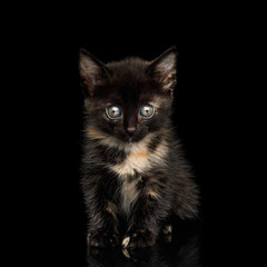 Cute Tortoise Kitten Sitting on isolated background, Front view