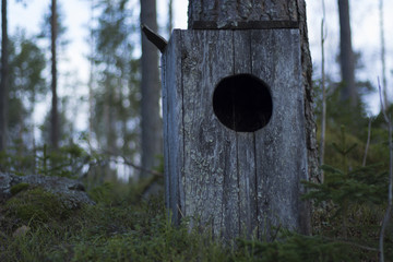 Owl house standing on the ground of a mossy forest, next to a pine tree. Trees in the background with a bright sky.