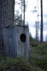 Owl house standing on the ground of a mossy forest, next to a pine tree. Trees in the background with a bright sky.