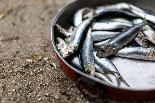 Close-up of sardine fish in a container