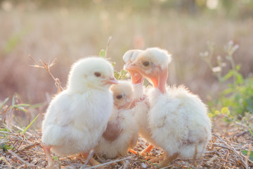 Chicks with nature in the evening.