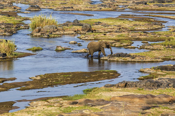 Elephant in Olifants River (Afrikaans: Olifantsrivier) in Kruger National Park in South Africa