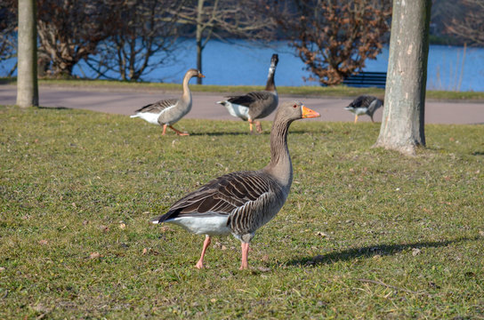 Oies sauvage au parc de la T&ecirc;te d'Or &agrave; Lyon, France