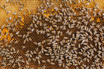Honey cells and working bees. Honeycomb with bees background.