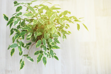 Ficus Benjamina. Decorative flower, at Window, selective focus. home interior.