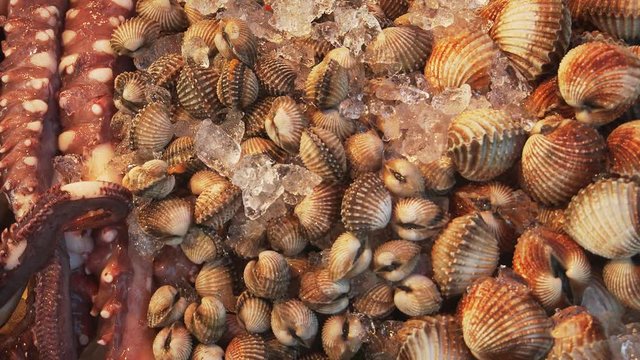Clams and Octopus Legs on Ice at a Seafood Restaurant