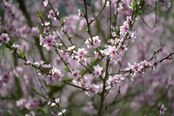 Weinbergspfirsichblüte in Ürzig an der Mosel