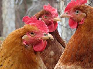 Hen on the poultry farm. Domestic chickens closeup