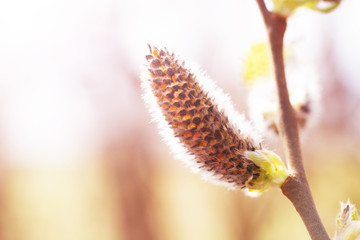 Spring branches Catkins Willow so close