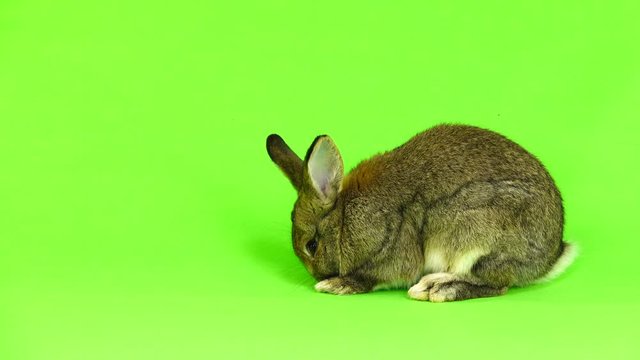 brown  rabbit  moves  isolated on green screen (three months old) studio shot
