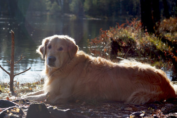 The Golden Retriever dog lies on the shore of a forest lake and looks into the camera, red hair is highlighted by the sun