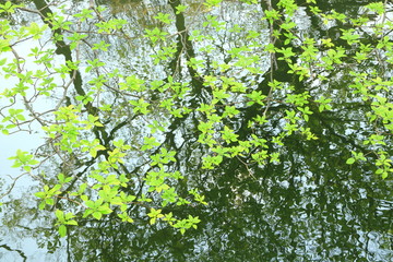 新緑に彩られる井の頭池