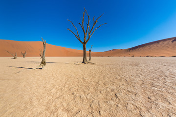 Bäume im Deadvlei, Tsauchabtal, Hardap, Namibia