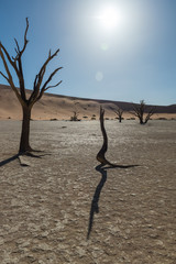 Bäume im Deadvlei, Tsauchabtal, Hardap, Namibia
