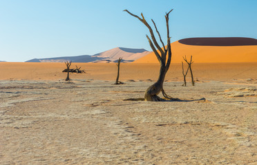 Bäume im Deadvlei, Tsauchabtal, Hardap, Namibia
