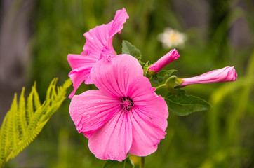 Drops of morning dew on beautiful pink flowers on a background of greens