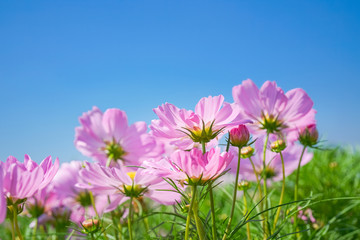 vivid pink cosmos flower with clear blue sky