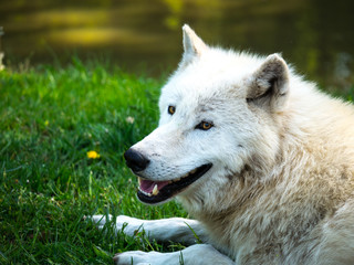 Obraz premium Loup blanc