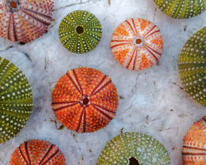 colorful sea urchins shells on white rock