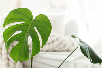 Monstera palm leaves on merino blanket background