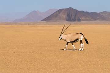 Oryx am Rande der Namib, Sesriem, Namibia