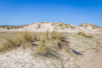 Landscape with sand dunes on the wadden islands in the Netherlands.