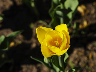 yellow Tulip