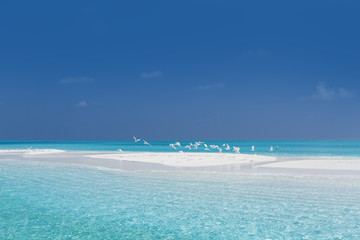 Obraz na płótnie Canvas Seagulls on maldivian sandbank in Indian ocean