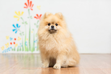 Dog breed Pomeranian red color sitting on the floor