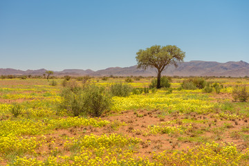 grüne Landschaft mit blühenden Blumen im Februar bei Betta, Hardap, Namibia