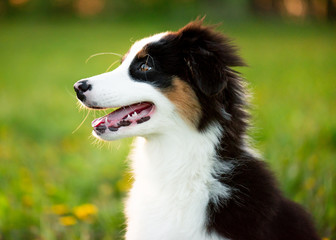 Happy Aussie on meadow with green grass in summer or spring. Beautiful Australian shepherd puppy 3 months old - portrait close-up. Cute dog enjoy playing at park outdoors.