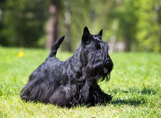Scotch terrier on green grass