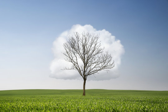 Single dry tree at the field with cloud in shape of leaves and copy space