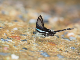 Butterfly, clear wings and long tail.On a wet concrete floor It is called Green Dragontail and is scientifically known as Lamproptera meges.