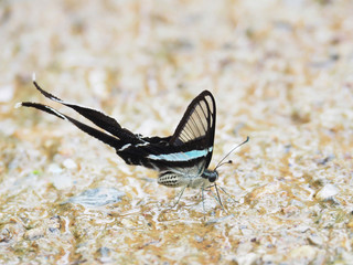 Butterfly, clear wings and long tail.On a wet concrete floor It is called Green Dragontail and is scientifically known as Lamproptera meges.